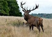 Z9 Richmond Park 23-09-18_0004