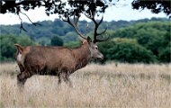 Z9 Richmond Park 23-09-18_0008