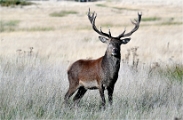 Z9 Richmond Park 23-09-18_0150
